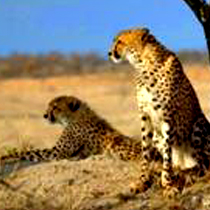 Tanzania-Safari